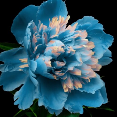 Pfingstrose/pfingstrosen zwiebeln/pfingstrosen knolle-mehrjährig winterhart,Winterharte Pflanzen für den Garten,Zierblumen-3zwiebeln-A Pfingstrose/pfingstrosen zwiebeln/pfingstrosen knolle-mehrjährig winterhart,Winterharte Pflanzen für den Garten,Zierblumen-3zwiebeln-A von OPVDJD
