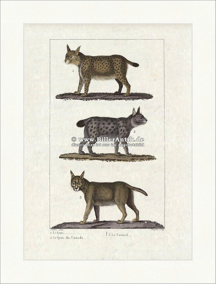 Kunstdruck Luchs Karakal Felidae Lynx Wüstenluchs Wildkatze Raubtier Goldkatze Bu, (1 St) von OTTO
