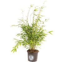OH2 | Bambuspflanze Fargesia von OH2