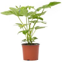 OH2 | Fingerpflanze Fatsia Japonica von OH2