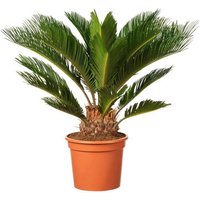 OH2 | Japanische Sagopalme Cycas Revoluta von OH2