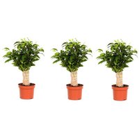 OH2 | Set mit 3 Zimmerpflanzen Ficus Benjamina von OH2