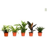 OH2 | Set mit 5 Luftreinigungspflanzen Robusta von OH2