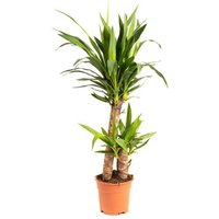 OH2 | Zimmerpflanze Yucca von OH2