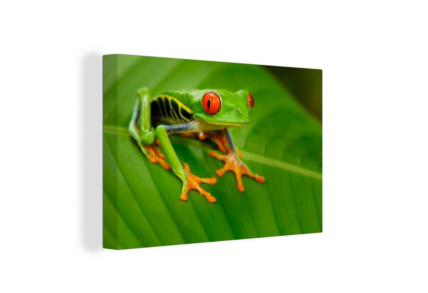 OneMillionCanvasses® Leinwandbild Frosch - Blatt - Reptil, (1 St), Wandbild Leinwandbilder, Aufhängefertig, Wanddeko, 30x20 cm von OneMillionCanvasses®