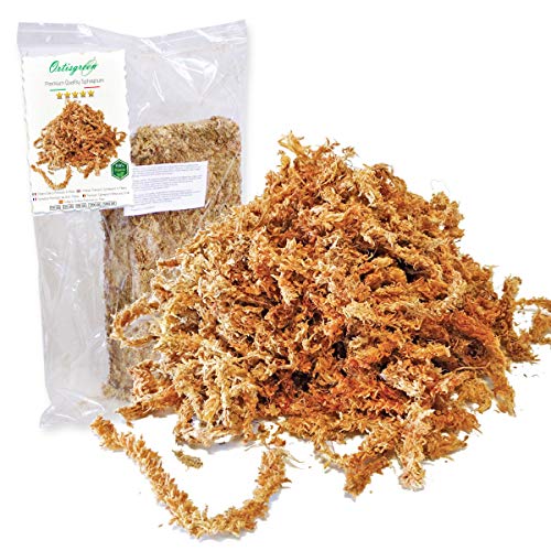 Premium Sphagnum Moos 250 Gramm aus Chile, Torfmoos-Substrat, für Orchideen und Bonsai von Ortisgreen