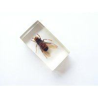 Vintage Echte Wespe, Wespe Briefbeschwerer, Hornisse Harz, Insekten Gegossen in Klarem Präparatoren, Lucite Insekt, Entomologie von OutlivedMemories