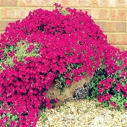 PERZOE 500 Stück Garten-Bodendecker, mehrjährige Blumenpflanze, Dekor-Felsenkresse-Samen Felsenkresse-Samen PERZOE 500 Stück Garten-Bodendecker, mehrjährige Blumenpflanze, Dekor-Felsenkresse-Samen Felsenkresse-Samen von PERZOE
