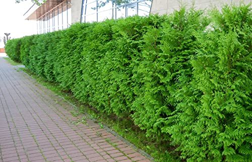 50 Thuja Brabant 70-80cm ohne Topf gemessen frisch vom Feld Gartenhecke Heckenpflanzen Immergrüner Lebensbaum von PFLANZHITS Ihr Pflanzenpartner