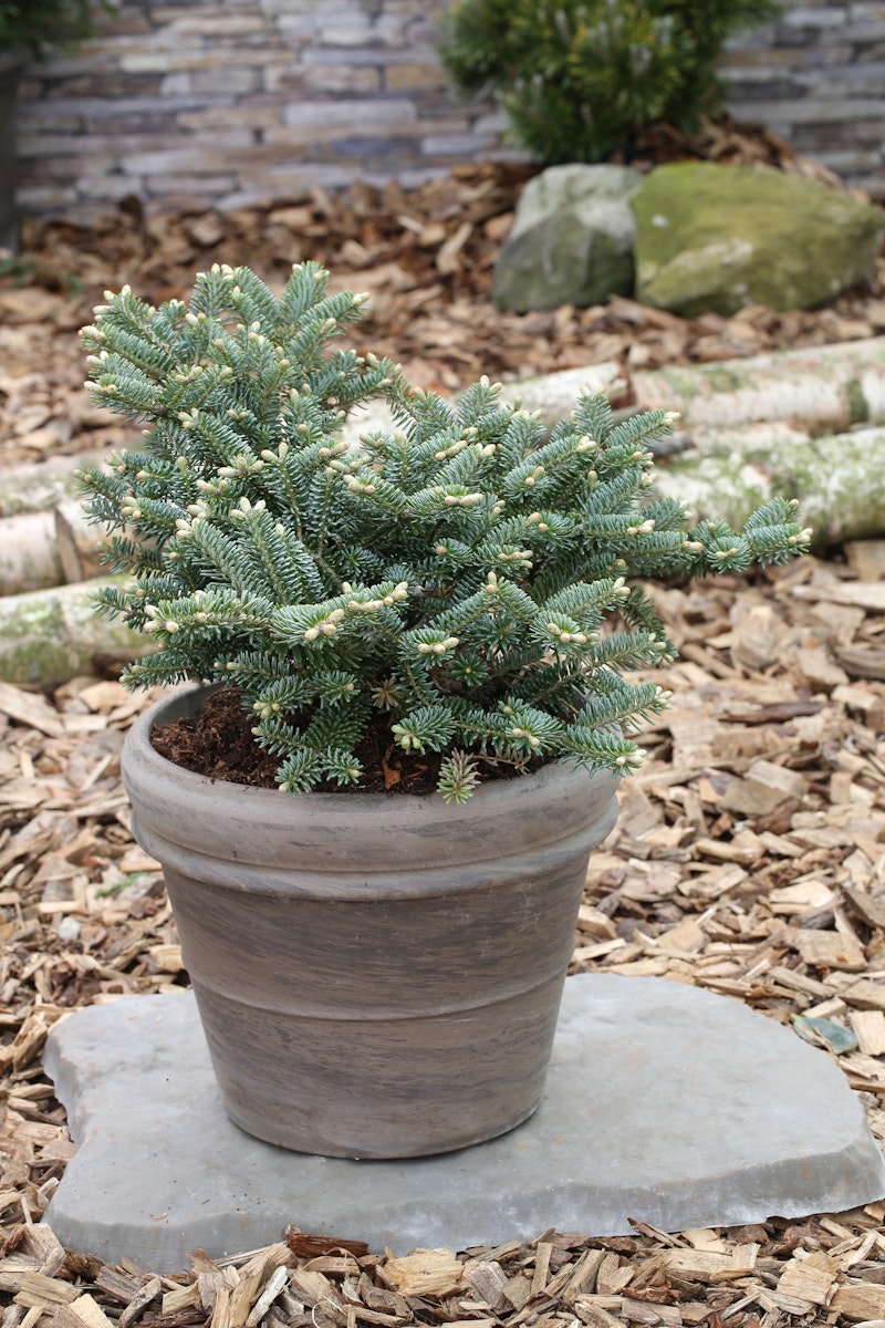 Koreatanne 'Blue Emperor' von PFS Gartenwelten