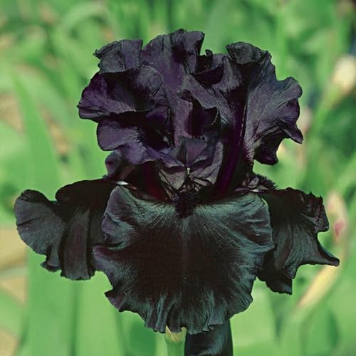 Iris Zwiebeln Iris zwiebeln winterhart mehrjährig Iris zwiebeln Iris blumen Iris blumenzwiebeln von PJFNHD