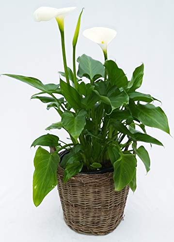 Calla weiß Garten im Weidentopf XXL echte Pflanze von POWERS TO FLOWERS