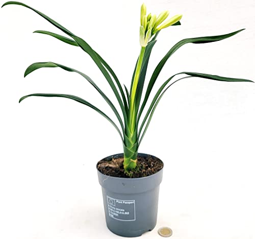 POWERS TO FLOWERS - Gelbe CLIVIA, Vase 13 cm Durchmesser, echte Pflanze von POWERS TO FLOWERS