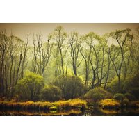 Papermoon Fototapete "BÄUME-NATUR LANDSCHAFT HERBST WALD DSCHUNGEL SEE WÄLDER" von Papermoon