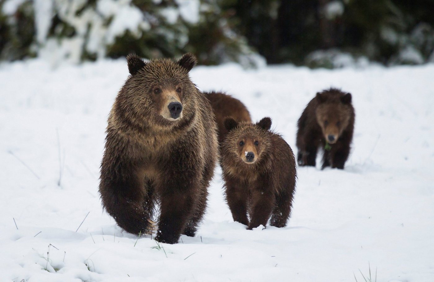 Papermoon Fototapete GRIZZLEY BÄR-MIT JUNGEN WINTER NATUR WILDE TIERE WALD von Papermoon