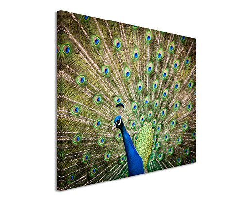 Paul Sinus Art Kunstfoto auf Leinwand 60x40cm Tierfotografie – Portrait eines männlichen Pfau auf Leinwand Exklusives Wandbild Moderne Fotografie für ihre Wand in vielen Größen von Paul Sinus Art