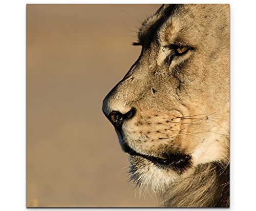 Paul Sinus Art Leinwandbilder | Bilder Leinwand 60x60cm Portrait eines Löwen Seitenansicht von Paul Sinus Art