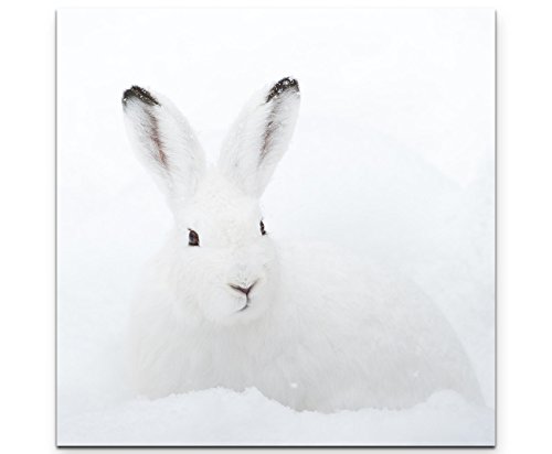 Paul Sinus Art Leinwandbilder | Bilder Leinwand 60x60cm Schneehase im Winter von Paul Sinus Art