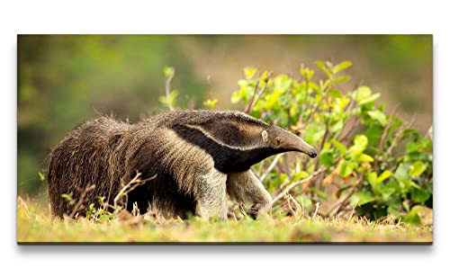 Paul Sinus Leinwandbild 120x60cm Ameisenbär Tier Natur Fell Gras Wiese Wildnis von Paul Sinus