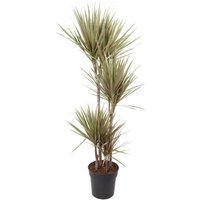 Perfect Plant | Pflanze Dracaena Bicolor 140-150 cm von Perfect Plant