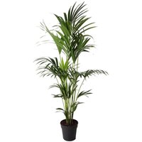 Perfect Plant | Pflanze Kentia Howea Forsteriana 160-185 cm von Perfect Plant