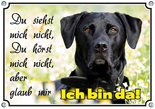 EIN edles Hundeschild mit einem schwarzen Labrador Retriever - TOP Warnschild uv-beständig, DIN A4 von Petsigns