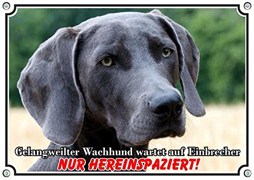 Petsigns Hundeschild Weimaraner -Warnschild - mit lustigem Spruch - stabiles Metallschild, DIN A4 von Petsigns