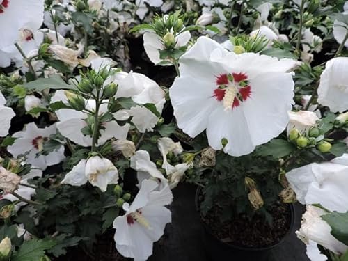 1 Stück Hibiskus/Garteneibisch Red Heart (Hibiscus syriacus) Containerware 60-100 cm von Pflanzen-Discounter24.de