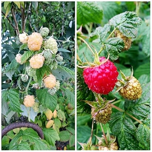 1 Stück Kombipaket Himbeeren 1 rote (ZEFA 3 Herbsternte) und 1 gelbe (Golden Queen) im Conatiner von Pflanzen-Discounter24.de