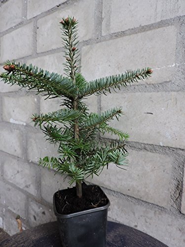10 Stück Nordmanntanne / Weihnachtsbaum - (Abies nordmanniana) Topfware 15-25 cm, 4 jährig von Pflanzen-Discounter24.de
