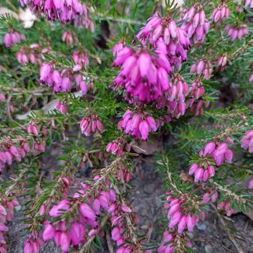 10 Stück rosarote Winterheide Kramer´s Rote (erica darleyensis) Topfware 10-15 cm von Pflanzen-Discounter24.de