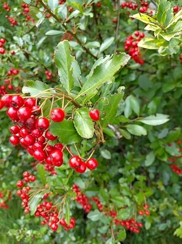 20 Stück Feuerdorn Red Column (Pyracantha) im Topf 15-30 cm von Pflanzen-Discounter24.de