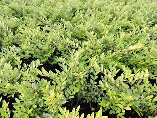 20 Stück Heckenmyrte Elegant (Lonicera nitida) Topfware 20-30 cm von Pflanzen-Discounter24.de