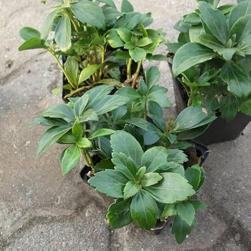 20 Stück Schattengrün, Dickmännchen Compacta (Pachysandra terminalis) im Topf 3-4 Triebe von Pflanzen-Discounter24.de