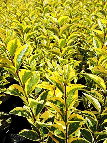 3 Stk. Goldliguster 'Aureum' - (Ligustrum ovalifolium 'Aureum'), Containerware 60-80 cm von Pflanzen-Discounter24.de