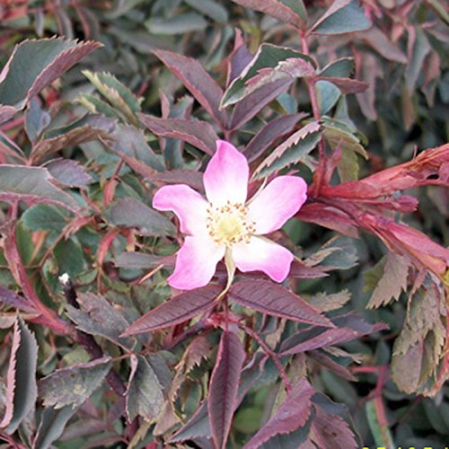 3 Stück Blaue Hechtrose - (Rosa glauca), Containerware 60-100 cm von Pflanzen-Discounter24.de