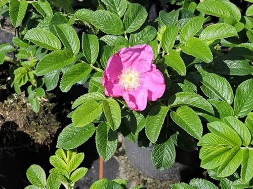 Pflanzen-Discounter24 5 Stück Apfelrose, Kartoffelrose, Hagebutte (Rosa rugosa) Containerware 30-40 cm von Pflanzen-Discounter24.de