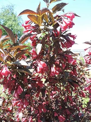 Rotblättrige Weigelie 'Purpurea' - (Weigela florida 'Purpurea') Containerware 40-60 cm von Pflanzen-Discounter24.de