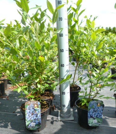 Heidelbeeren Pflanze, Trauben Heidelbeere Blaubeere Vaccinium corymbosum, ca. 60cm im Topf gewachsen, sehr ertragreiche Sorte, winterhart von Pflanzen Für Dich