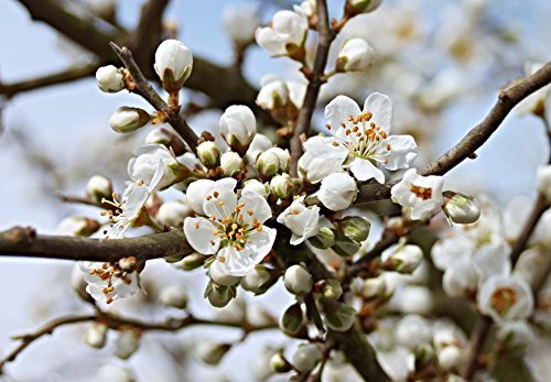 Schlehe Schwarzdorn Prunus spinosa Topf gewachsen winterhart und schnittverträglich (40-60cm) von Pflanzen Für Dich