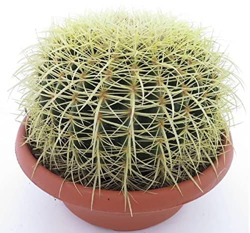 Kaktus Goldkugelkaktus - Echinocactus grusonii - Zimmerkaktus - Kugel Ø 25-27 cm, Topf Ø27 [3977] von PflanzenFuchs
