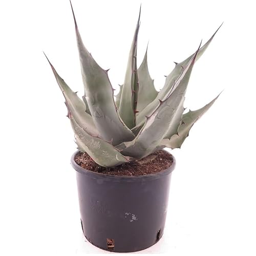 Pflanzenfuchs- Agave havardiana - Topf Ø 22 cm [9411] von PflanzenFuchs