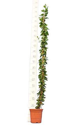 Sternjasmin - Trachelospermum jasminoides - Gesamthöhe 160+ cm - Ø 22 cm Topf von PflanzenFuchs