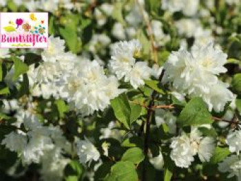 Gefüllter Gartenjasmin / Pfeifenstrauch Buntstifter 'Schneesturm', 40-60 cm, Philadelphus Buntstifter 'Schneesturm', Containerware von Philadelphus Buntstifter 'Schneesturm'