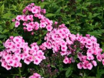 Hohe Flammenblume 'Baby Face', Phlox x arendsii 'Baby Face', Topfware von Phlox x arendsii 'Baby Face'