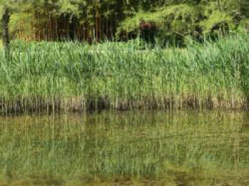 Gemeines Schilfrohr, Phragmites australis, Topfware von Phragmites australis