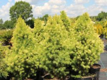 Blaufichte 'Starlight', 10-20 cm, Picea glauca 'Starlight', Containerware von Picea glauca 'Starlight'