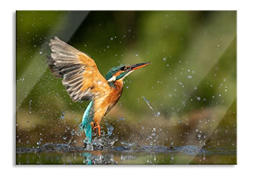 Pixxprint Glasbild | Wandbild aus Echtglas | Eisvogel auf der Jagd nach Fischen | 60x40 cm | inkl. Aufhängung und Abstandshalter von Pixxprint