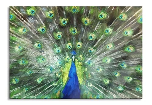 Pixxprint Glasbild | Wandbild aus Echtglas | Pfau mit seinem Gefieder | 60x40 cm | inkl. Aufhängung und Abstandshalter von Pixxprint