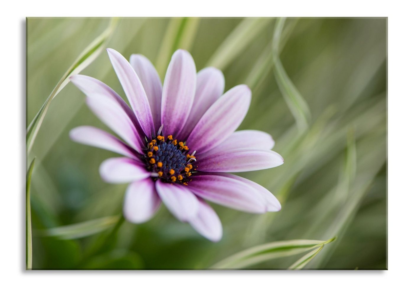 Pixxprint Glasbild Blume in der Natur, Blume in der Natur (1 St), Glasbild aus Echtglas, inkl. Aufhängungen und Abstandshalter von Pixxprint